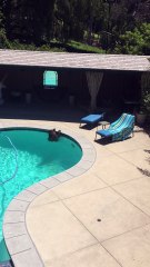 Bear Takes a Dip in the Pool