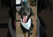 Cute Dogs Help Deliver Pregnancy Announcement to Unsuspecting Husband