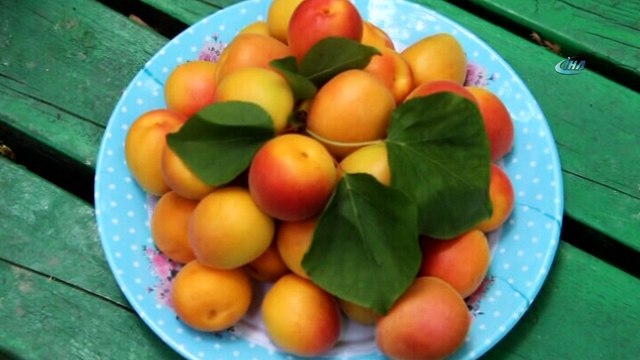 Mut Karacaoğlan Kayısı Kültür ve Sanat Festivali başladı