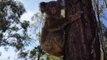 Adorable Koala is Released Back into the Wild