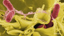 CDC: Salmonella Outbreak Linked to Kellogg's Honey Smacks Cereal