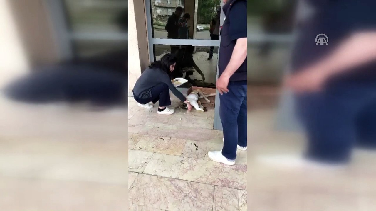 Yaralı köpek hastaneye polis aracıyla yetiştirildi - KARS