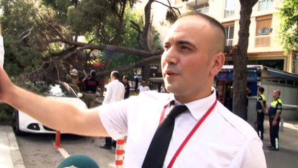 Çam ağacı araçların üzerine devrildi