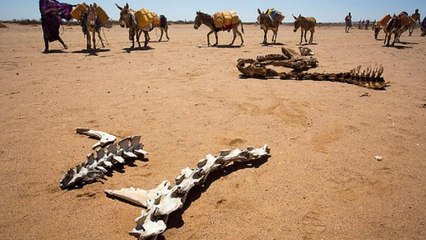 La razzia degli asini africani