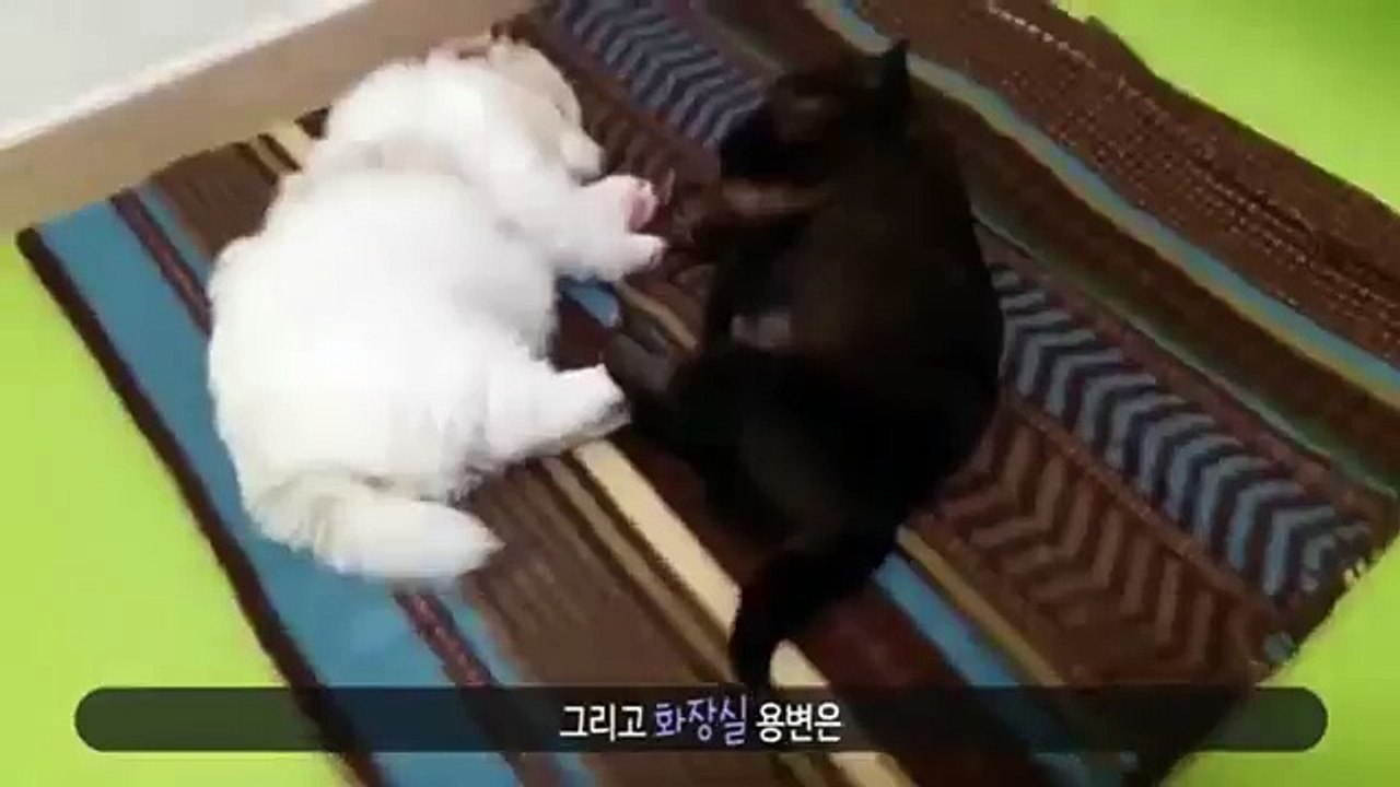 안성콜걸(#U)＼【카톡:hix22】＼ ≫안성출장샵《HIS35,NET》일본인출장만남ロ안성출장업소ロ분수쇼출장안마ロ안성출장샵ロ20대서비스＼일본인출장샵강추 안성콜걸샵