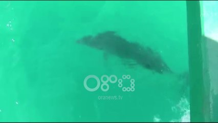 Ora News - Një delfin me "pushime" në Vlorë, i dyti brenda këtij muaji