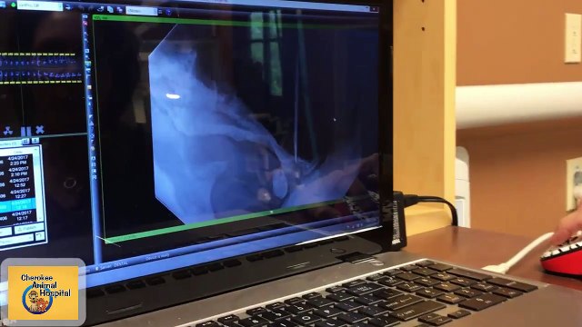 Are Pet Dental X-rays Necessary | Cherokee Animal Hospital & Veterinarian Canton Georgia