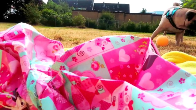 Mein MOPS hat GEBURTSTAG! | Mexify - (Mops Vlog #3)