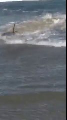 Un requin s'échoue sur une plage après une tempête à Port Aransas, Texas
