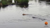 Un crocodile prend en chasse une lionne qui va s'en sortir miraculeusement