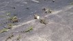 Grosse invasion de lézards sur un parking