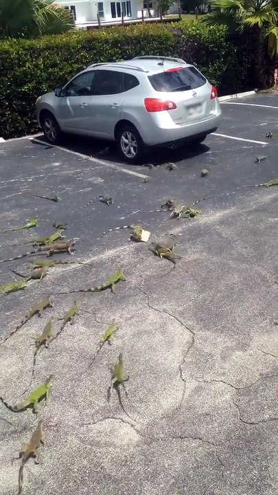 Grosse invasion de lézards sur un parking