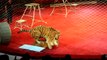 Les spectateurs de ce cirque ne s'attendaient pas à voir un tel spectacle... Tigre amoureux d'une lionne