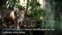 Los jaguares se multiplican en México