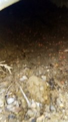 Boy Rescues an Abandoned Kitten