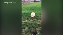 Canadiense pilló a un puercoespín albino mientras paseaba por un parque