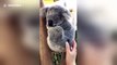 Watch a cute koala bear perk up its head and go right back to sleep while being petted