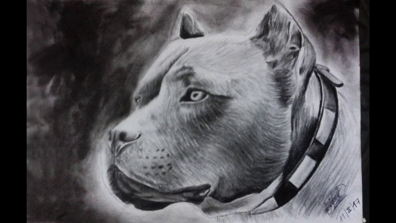 Dibujo de un pitbull a lapiz y lapicero |  Drawing a Dog | HD