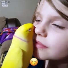 Попугайчик любит целоваться