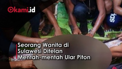 Seorang Wanita di Sulawesi Ditelan Mentah-mentah Ular Piton