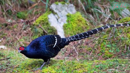 Thổ dân sử dụng lông của loài chim này