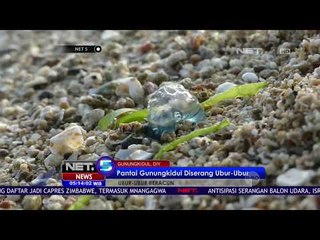 News Flash, Pantai Gunung Kidul Diserang Ubur-ubur -NET5