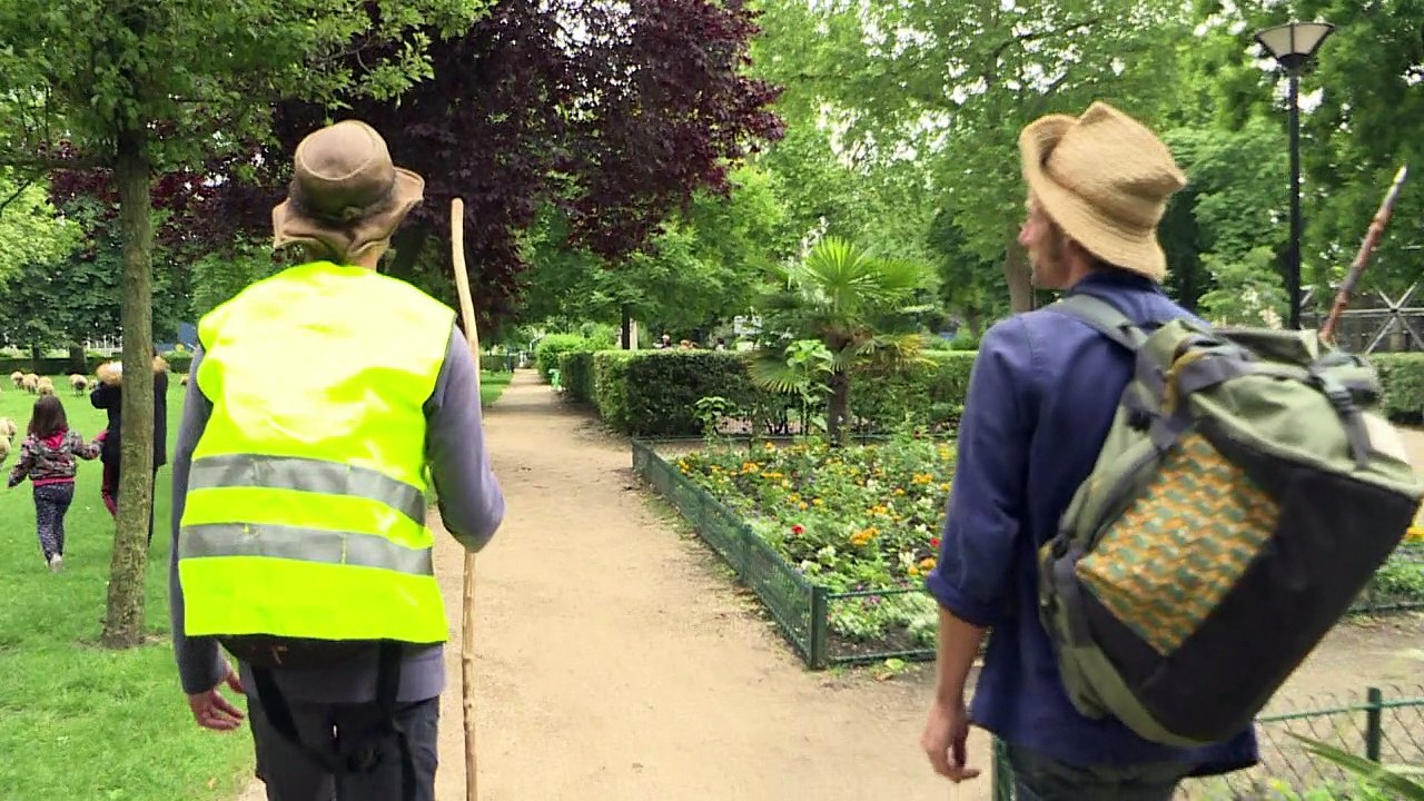 Rasenmääähhher: Schafe grasen auf Paris' Grünflächen
