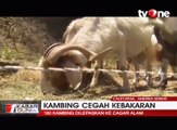 Cegah Kebakaran Hutan, 180 Kambing Dilepas di California