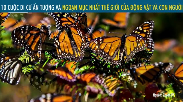 10 CUỘC DI CƯ ẤN TƯỢNG VÀ NGOẠN MỤC NHẤT THẾ GIỚI CỦA ĐỘNG VẬT VÀ CON NGƯỜI