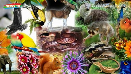 Top 10 loài động vật có nguy cơ tuyệt chủng