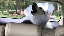 Husky's priceless protest while recovering from anesthesia