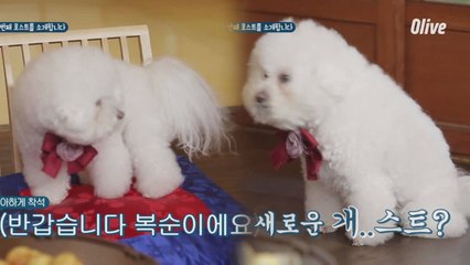 [효림이네] 11번째 호스트를 소개합니다! 서울메이트 최초 개(?)스트 등장?