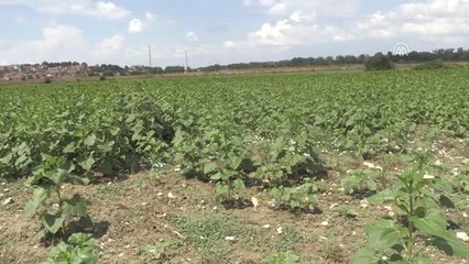 Son Yağışlar Ayçiçeğine Can Suyu Oldu