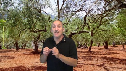 Tu peux adopter un olivier en Espagne