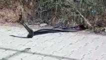 Birbirlerine sarılmış yaklaşık 2 metre uzunluğundaki yılanların ilginç dansı