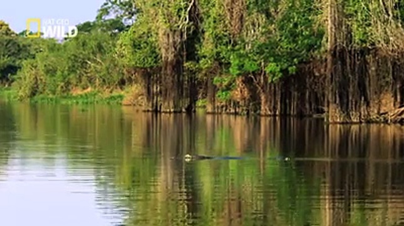 Tiger attacked Crocodile -- Nat Geo Wild Cat