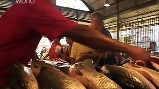 Jeremy Wade: Jungle Hooks - Amazonian Giant Fish (ep 1)