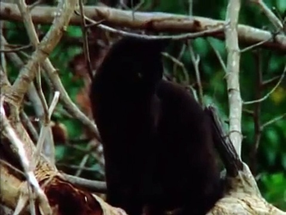 Secret Life of Cats (Nature Documentary)