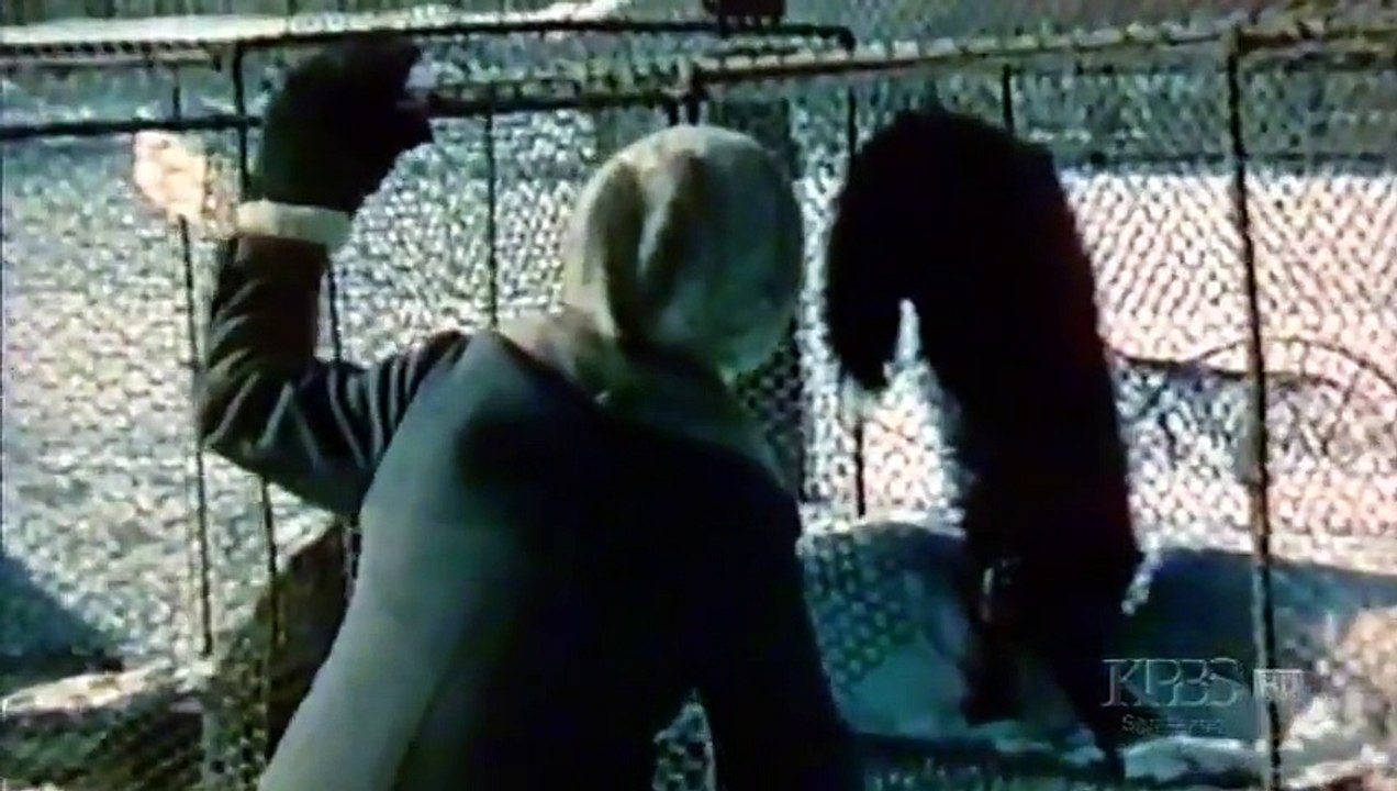 Dogs That Changed The World, Part 1of2 (Documentary Full Length)