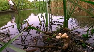 Satoyama, Japans Secret Watergarden - Full Documentary
