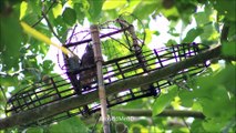 Dove Bird Trap - Unique Bird Trapping System Using Train Pet Dove Bird