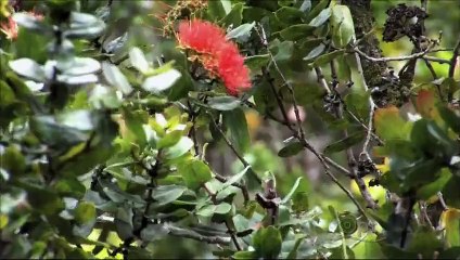 Kilauea - Mountain of Fire (PBS Nature) part 1/2