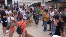 Türkiye'yi Vahşete Düşüren Yavru Köpek Cinayetine Hayvanseverlerden Tepki