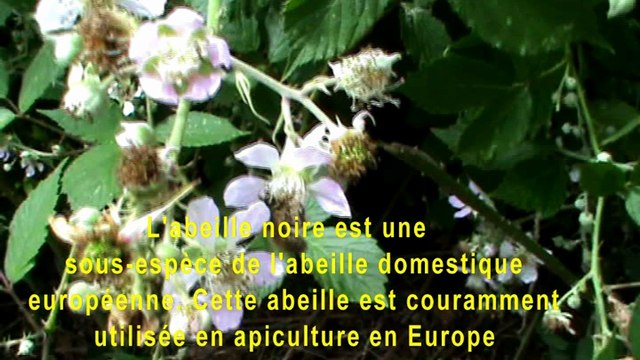 L'abeille noire est une sous-espèce de l'abeille domestique européenne. Cette abeille est couramment utilisée en apiculture en Europe