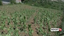 Report Tv - Elbasan, breshëri dëmton kulturat bujqësore