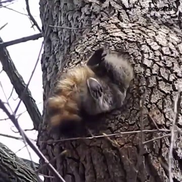 Juste un écureuil qui a trop mangé... Coincé dans son trou