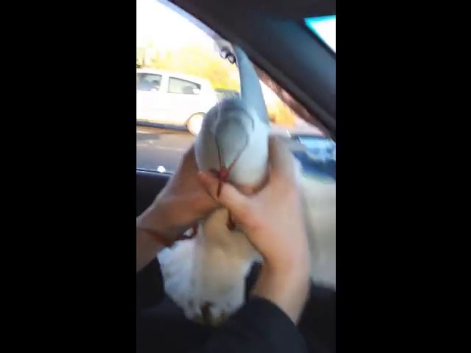 Comment capturer une mouette à la main