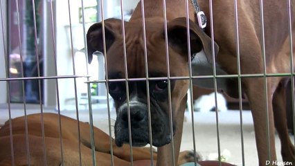 Cute 4 Week Old Boxer Puppies Playing