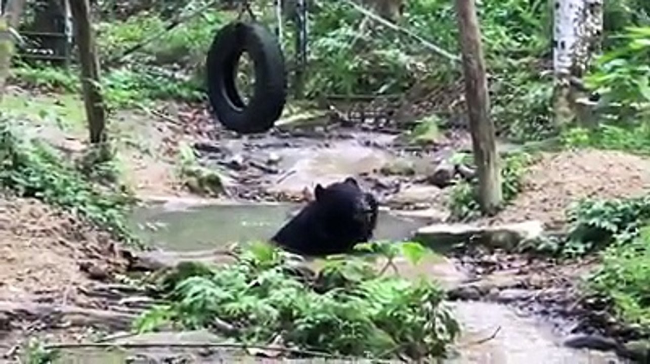 ຄລີບສັ້ນ ທ່ຽວເມືອງລາວ : ຕາດກວາງຊີ ຫຼວງພະບາງ
