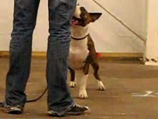 bebe d amour amjel bullposition meilleur jeune rouen 13 mois